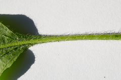 Cynoglossum germanicum
