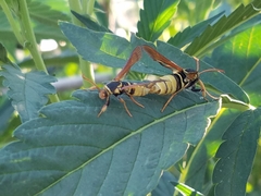 Paranthrene robiniae