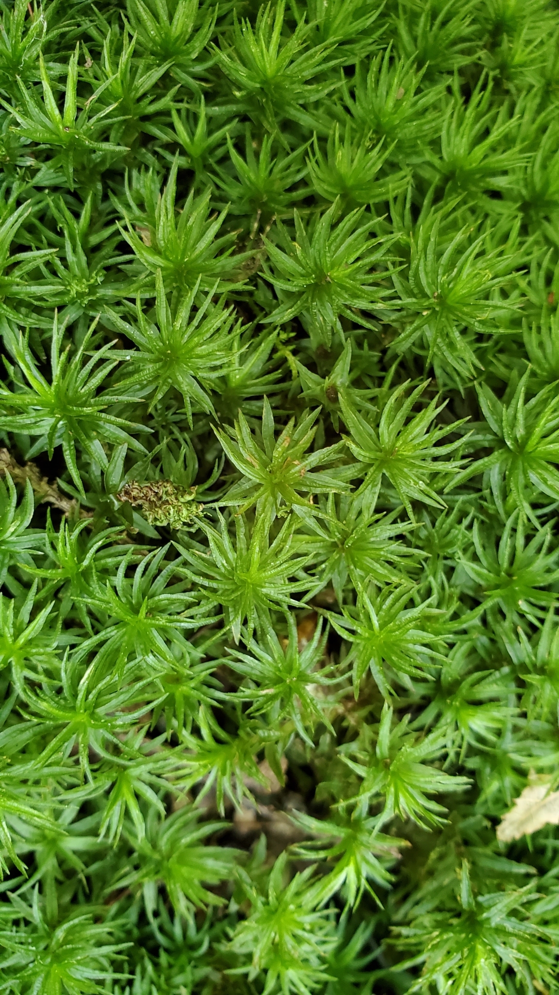 Atrichum