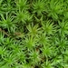 Smoothcap Mosses - Photo (c) Varina Crisfield, some rights reserved (CC BY-NC), uploaded by Varina Crisfield