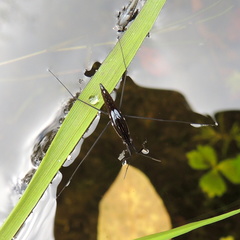 Limnoporus rufoscutellatus