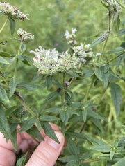 Pycnanthemum verticillatum