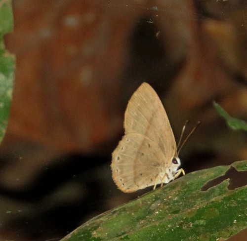 Euselasia gelanor
