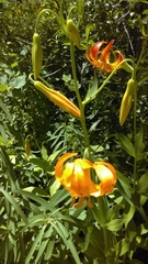 Lilium pardalinum shastense