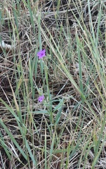 Mirabilis oxybaphoides