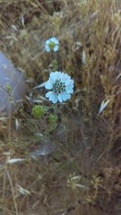 Hemizonia congesta clevelandii