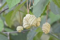 Helicteres baruensis