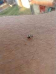 Psyllobora bicongregata