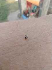 Psyllobora bicongregata