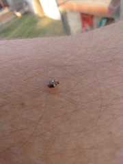 Psyllobora bicongregata