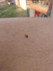 Psyllobora bicongregata