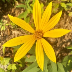 Helianthus hirsutus trachyphyllus