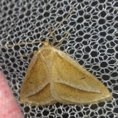 Chariaspilates formosaria