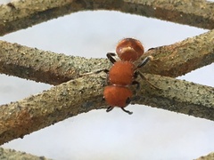 Pseudomethoca vanduzei