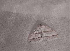 Perizoma parallelolineatum