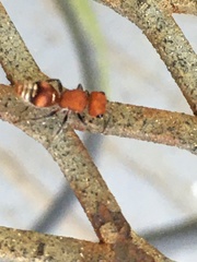 Pseudomethoca vanduzei