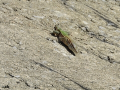 Kentropyx striata