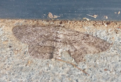 Hypomecis punctinalis