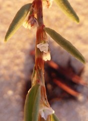 Polygonum maritimum
