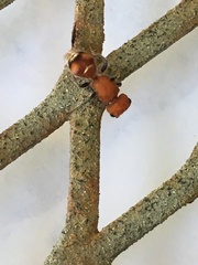 Pseudomethoca vanduzei