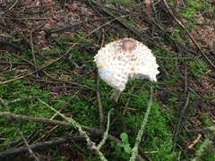Leucoagaricus nympharum