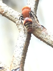 Pseudomethoca vanduzei