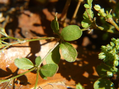 Polycarpon tetraphyllum tetraphyllum
