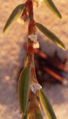 Polygonum maritimum