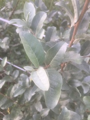 Elaeagnaceae