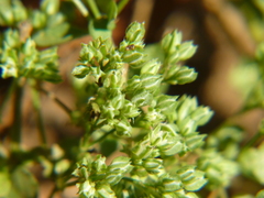 Polycarpon tetraphyllum tetraphyllum