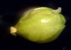 Polycarpon tetraphyllum tetraphyllum