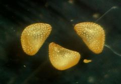 Polycarpon tetraphyllum tetraphyllum