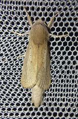 Phragmataecia castaneae