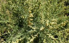 Atriplex canescens canescens