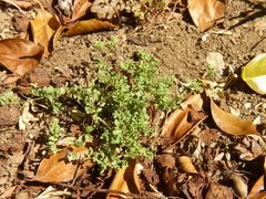 Polycarpon tetraphyllum tetraphyllum