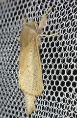 Phragmataecia castaneae