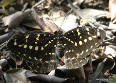 Lexias canescens pardalina