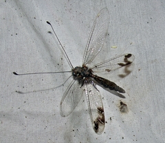 Ululodes quadripunctatus