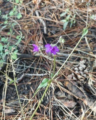 Mirabilis oxybaphoides