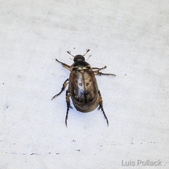 Paranomala undulata peruviana