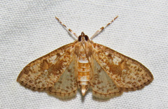 Palpita freemanalis