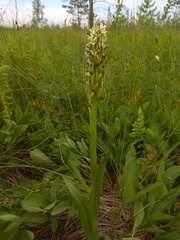 Dactylorhiza incarnata ochroleuca