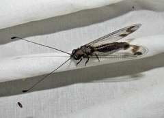 Ululodes quadripunctatus