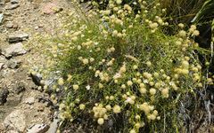 Acamptopappus sphaerocephalus