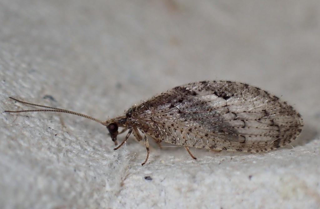 Wesmaelius nervosus