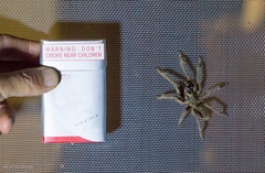 Augacephalus breyeri