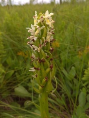 Dactylorhiza incarnata ochroleuca