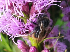 Bombus