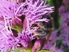Bombus