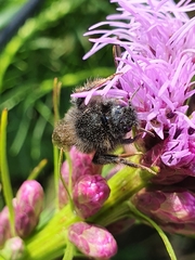 Bombus